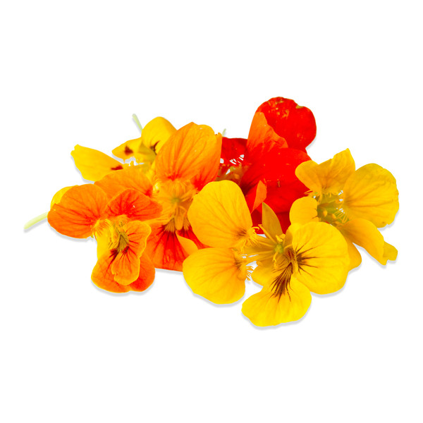 Edible Flowers Nasturtium