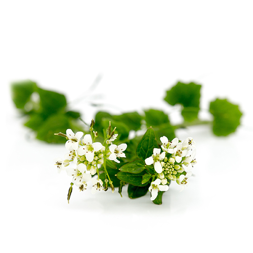 Edible Flowers Wasabi