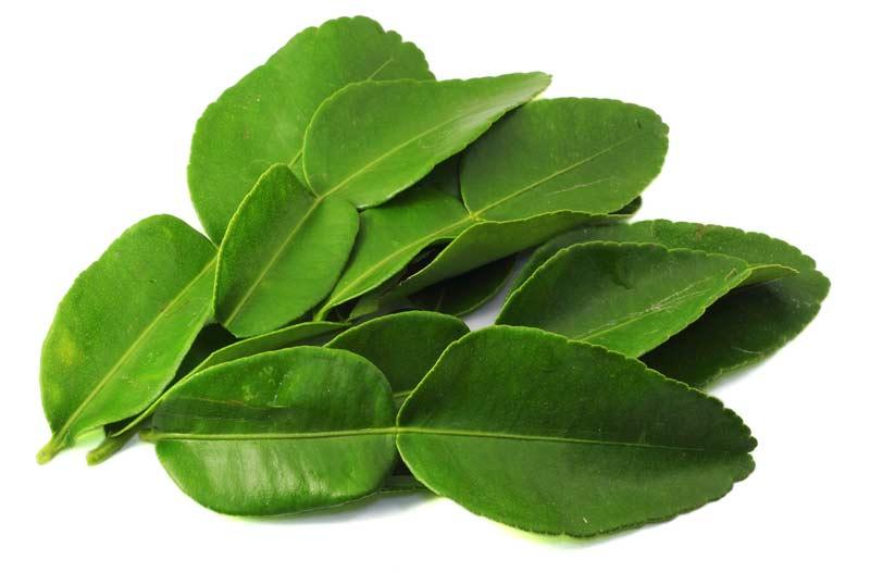 Leaf Kaffir Lime
