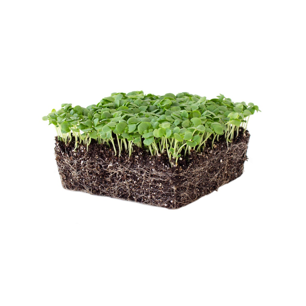 Micro Herb Basil Green