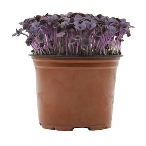 Micro Herb Basil Purple