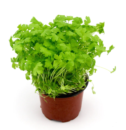 Micro Herb Celery