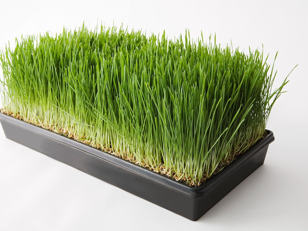 Wheatgrass tray