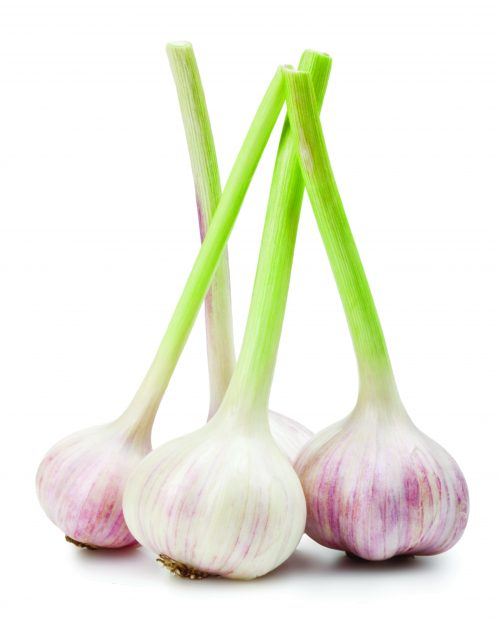 Garlic Spring