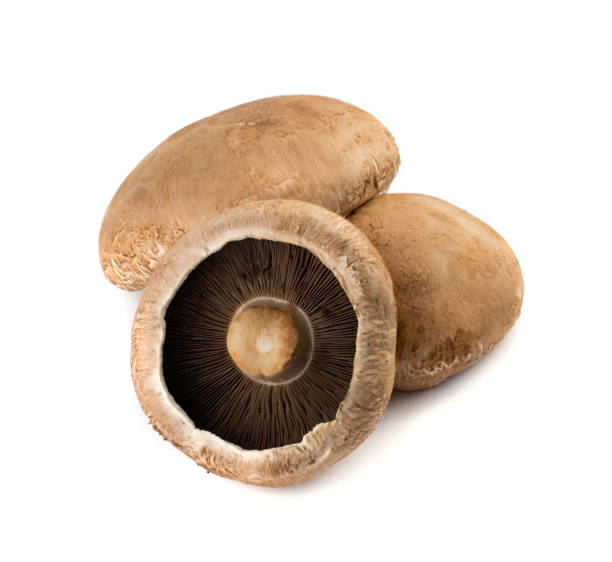 Mushrooms Swiss Flat M