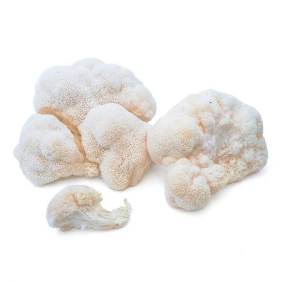 Mushrooms Lions Mane kg