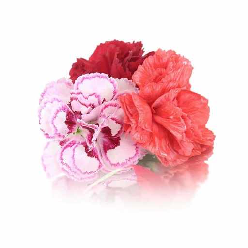 Edible Flowers Carnation