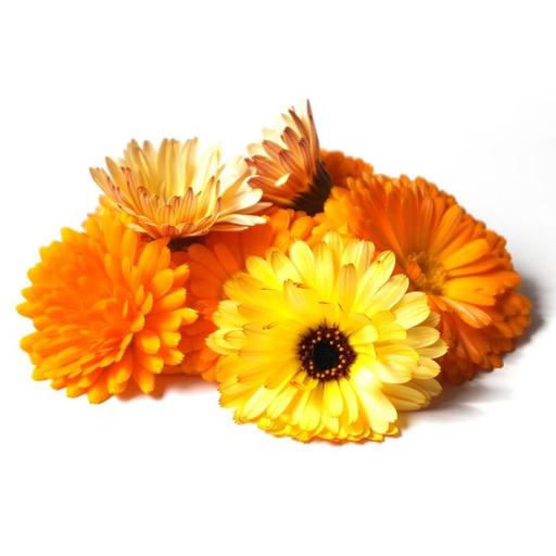 Edible Flowers Marigold