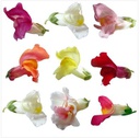 Edible Flowers Snap Dragon
