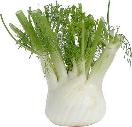 Fennel Large