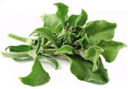 Ice Plant