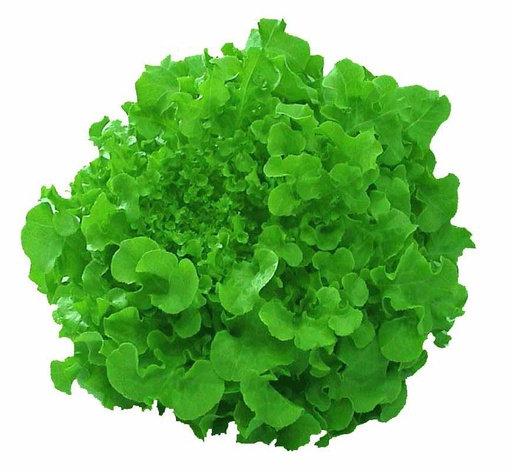Lettuce Green Oak