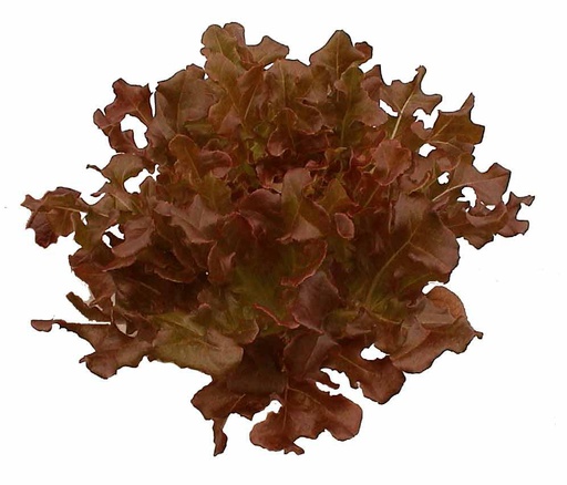Lettuce Red Oak