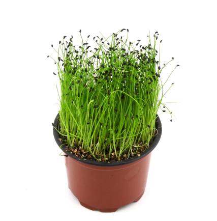 Micro Herb Chive