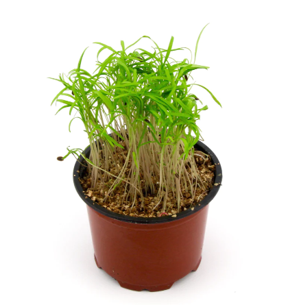 Micro Herb Dill | melbfpp