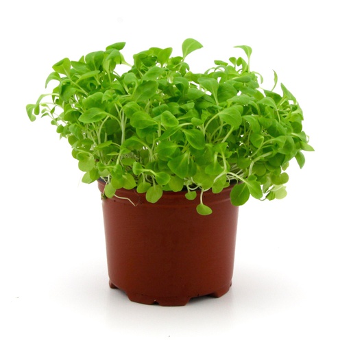 Micro Herb Mache