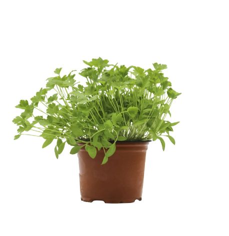 Micro Herb Parsley Cont