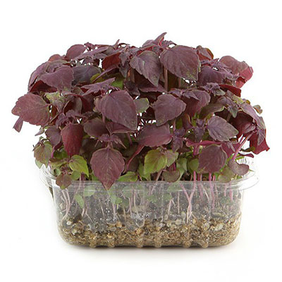 Micro Herb Shiso Red
