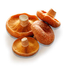 Mushrooms Pine kg