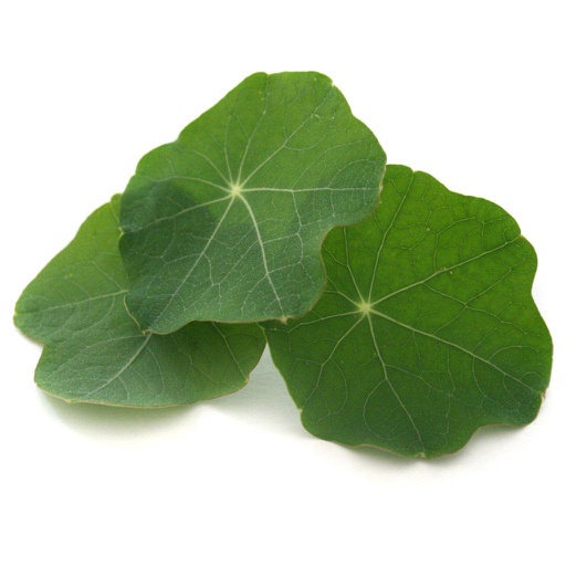 Leaf Nasturtium