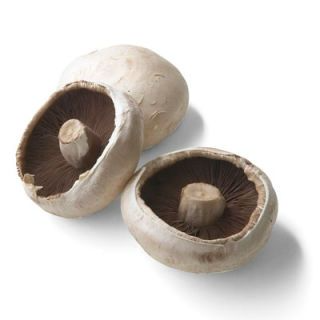 Mushrooms Flat L