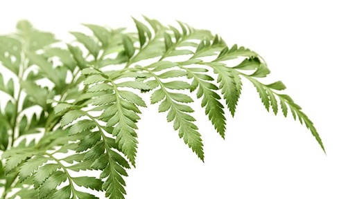 Leaf Fern