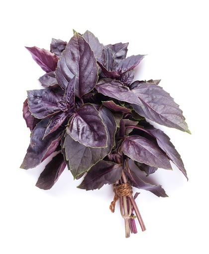 Basil Purple